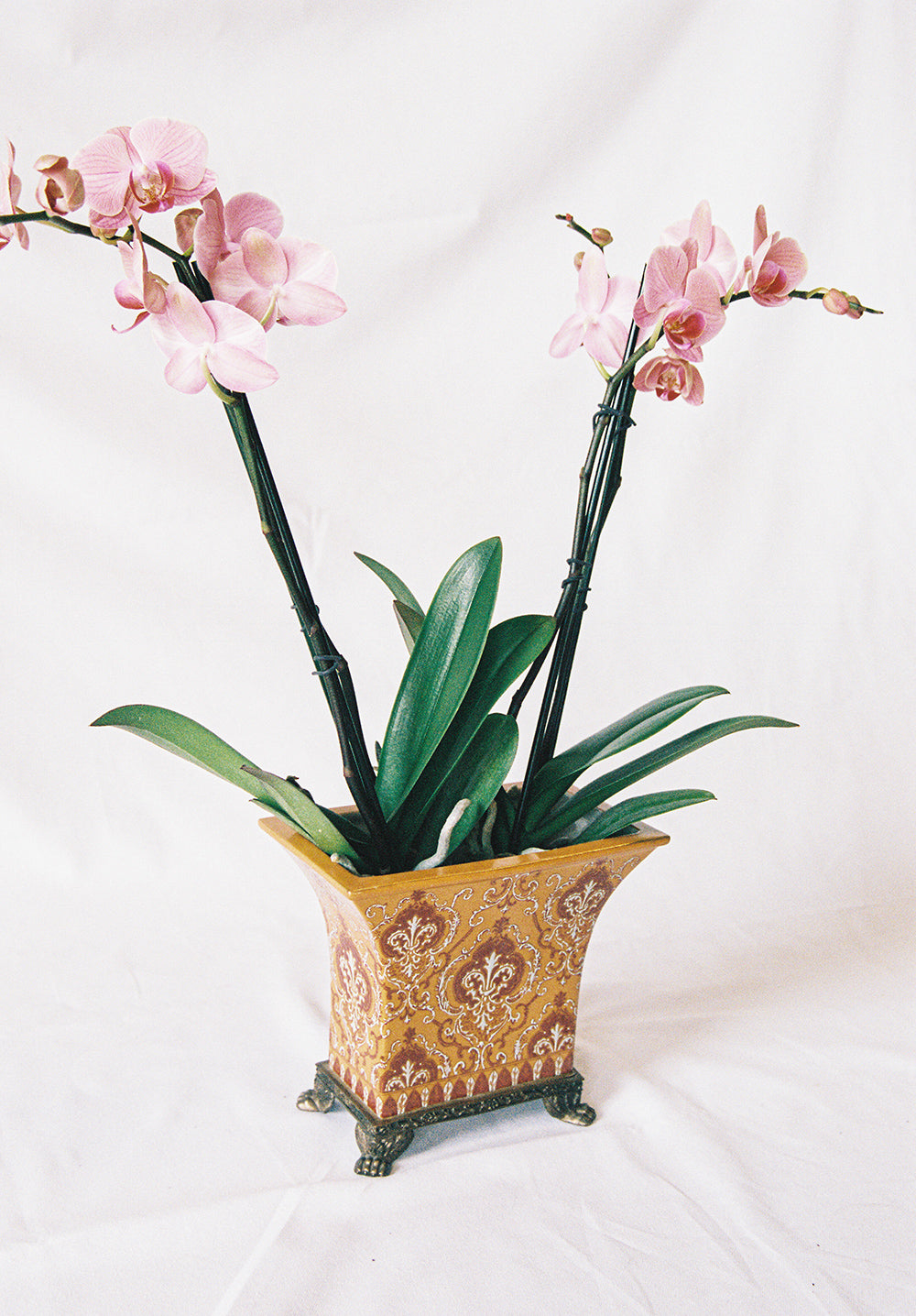 Ceramic cachepot with an ochre damask motif on an antiqued metal footed base, planted with an orchid